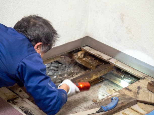 Best Local Mold Removal Service  in Mount Hermon, VA