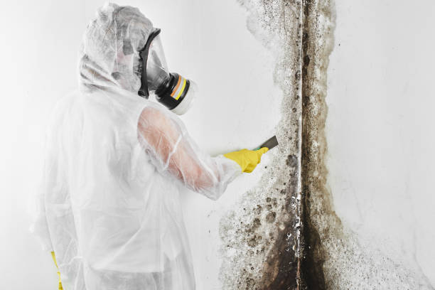Best Mold Removal Company Near Me  in Mount Hermon, VA