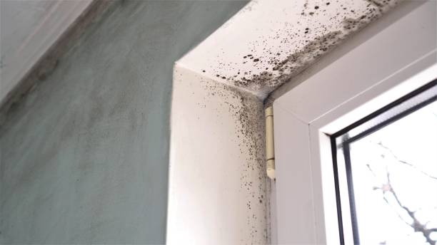 Best Crawl Space Mold Removal  in Mount Hermon, VA