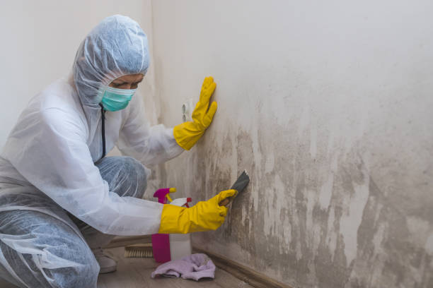 Best Mold Testing  in Mount Hermon, VA