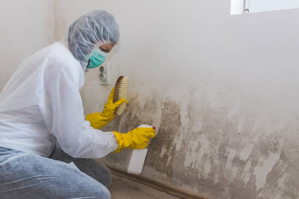 Best Residential Mold Removal  in Mount Hermon, VA