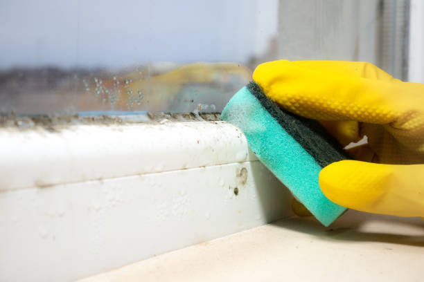 Best Mold Cleaning Services  in Mount Hermon, VA