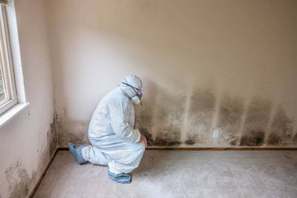 Mount Hermon, VA Mold Removal Company