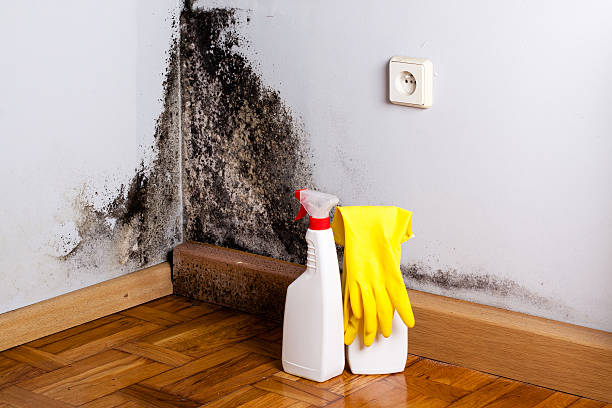 Best Office Mold Removal Services  in Mount Hermon, VA
