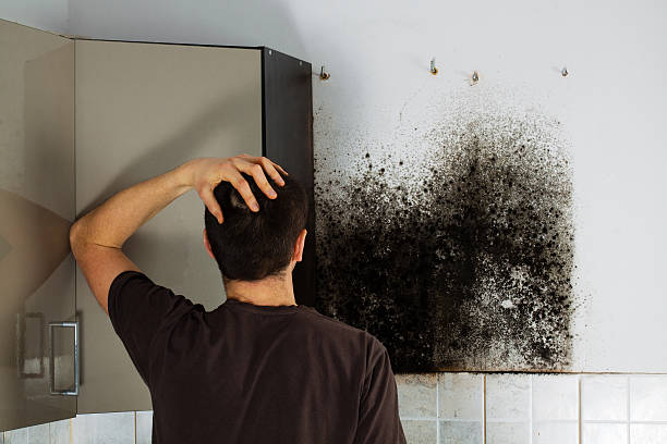 Best Mold Remediation  in Mount Hermon, VA