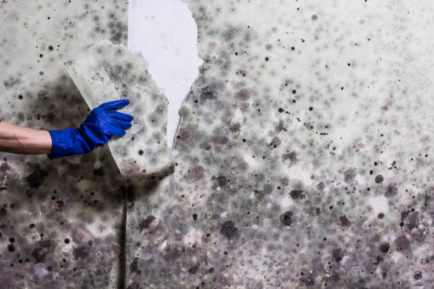 Best Emergency Mold Removal  in Mount Hermon, VA